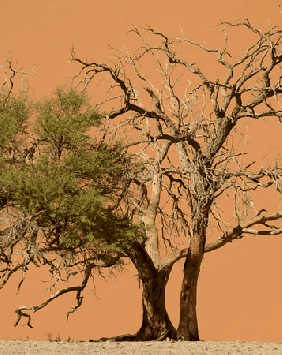 NGOs and the Response to COVID-19