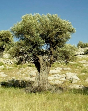 How the Palestinian Diaspora Can Help Liberate Palestine on the Economic Fronts