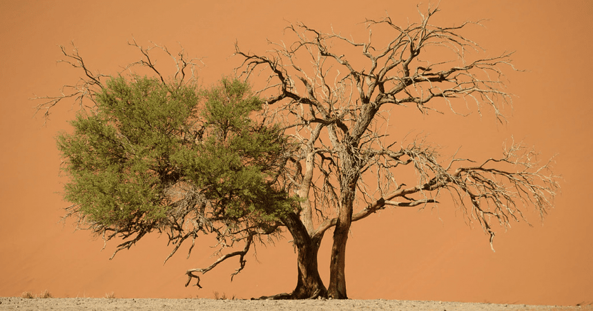 NGOs and the Response to COVID-19