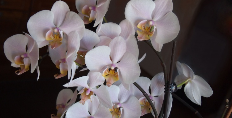 Orkeda - Nehaya Sabri